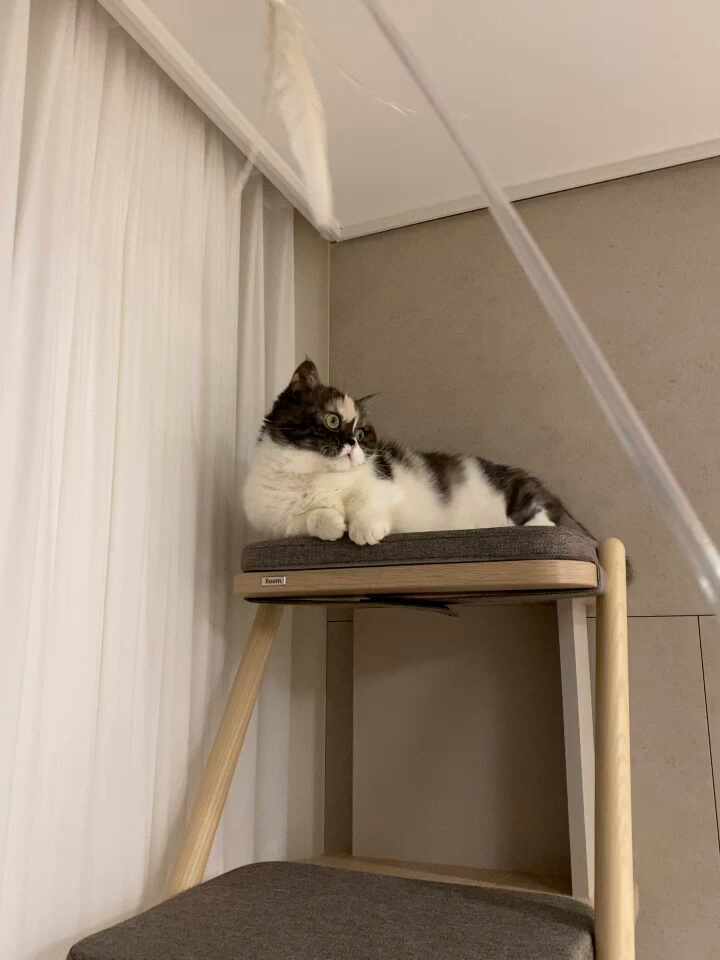  플레이 캣