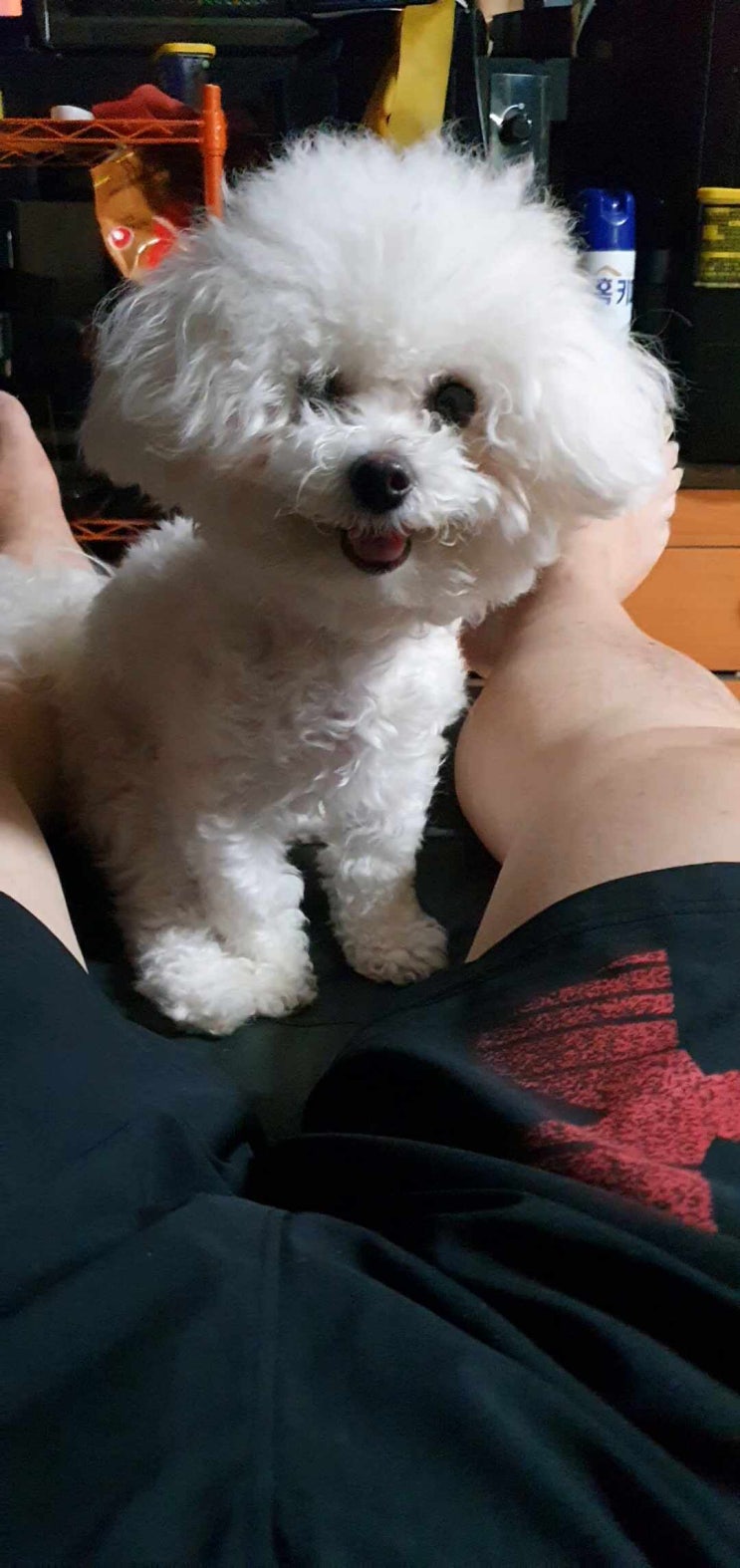  맥도날드 치즈버거 세트 와 바꾼 강아지 하루 돌봐주기