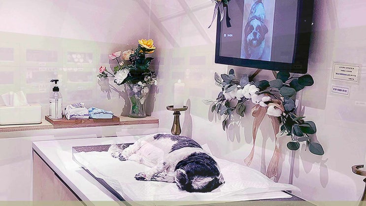  부천 강아지 장례 화장 정직한 곳에서의 마지막 이별