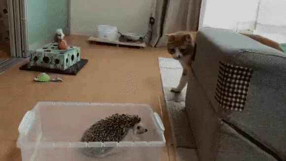  고양이 vs 고슴도치
