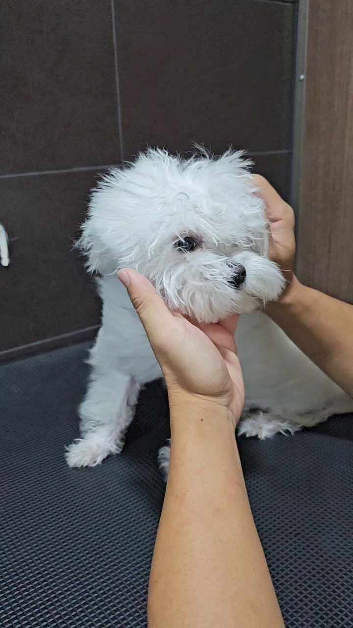  광주애견운동장 :) 라드독