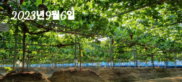 [포도농원은기원]포도🍇로 시작하는 행복한 하루 🤗 : 네이버 블로그
