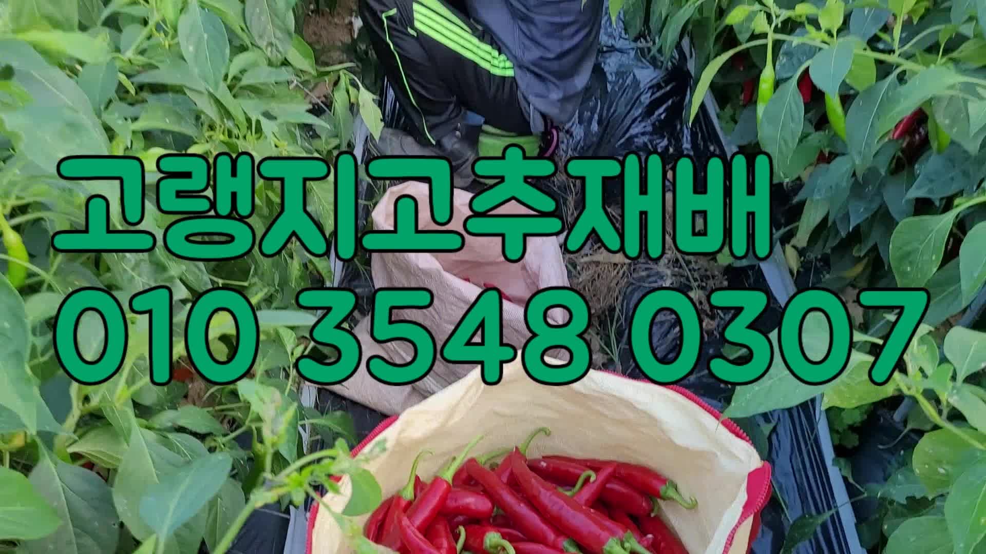 서울시청핫페스티벌  영양고추축제 고랭지고추(부스12번)밤하늘농장입니다 (2023년9월18일)