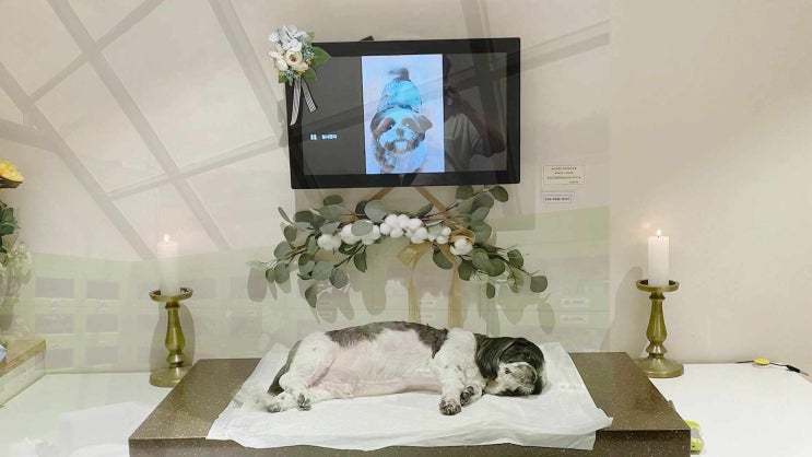  시흥 강아지 장례 고양이 장례 이것만 기억하세요
