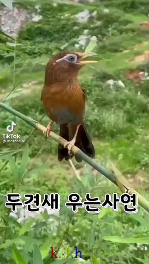 두견새우는 사연(노래-두견새우는 사연) : 네이버 블로그