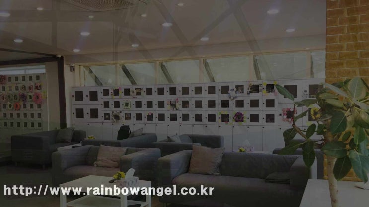 고양이 사망 이후 반드시 전문적인 능력을 갖춘 곳을 이용하기