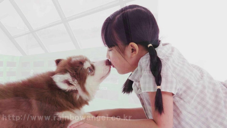  수원 강아지 장례식장 소중한 이별 최선의 시간