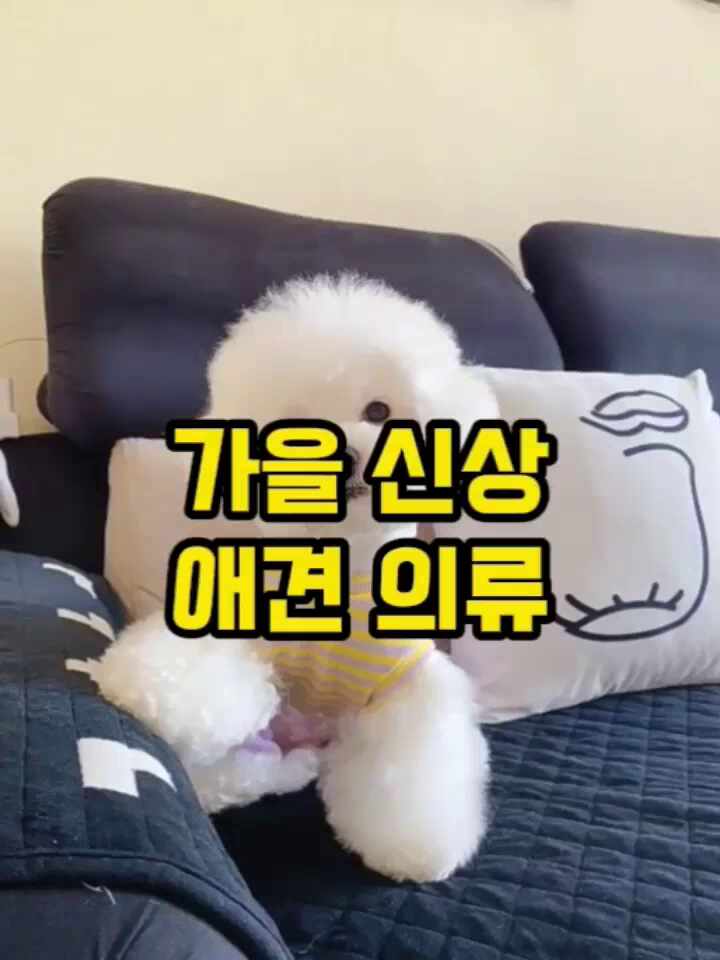  [강아지옷 실습파일] 스마트폰 동영상 캡컷으로 영상 편집하기