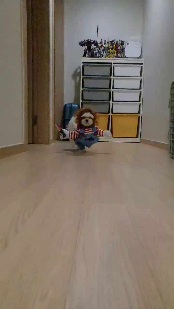 할로윈 의상 강아지 처키 옷 한번 입혀봤는데 완전 귀엽네