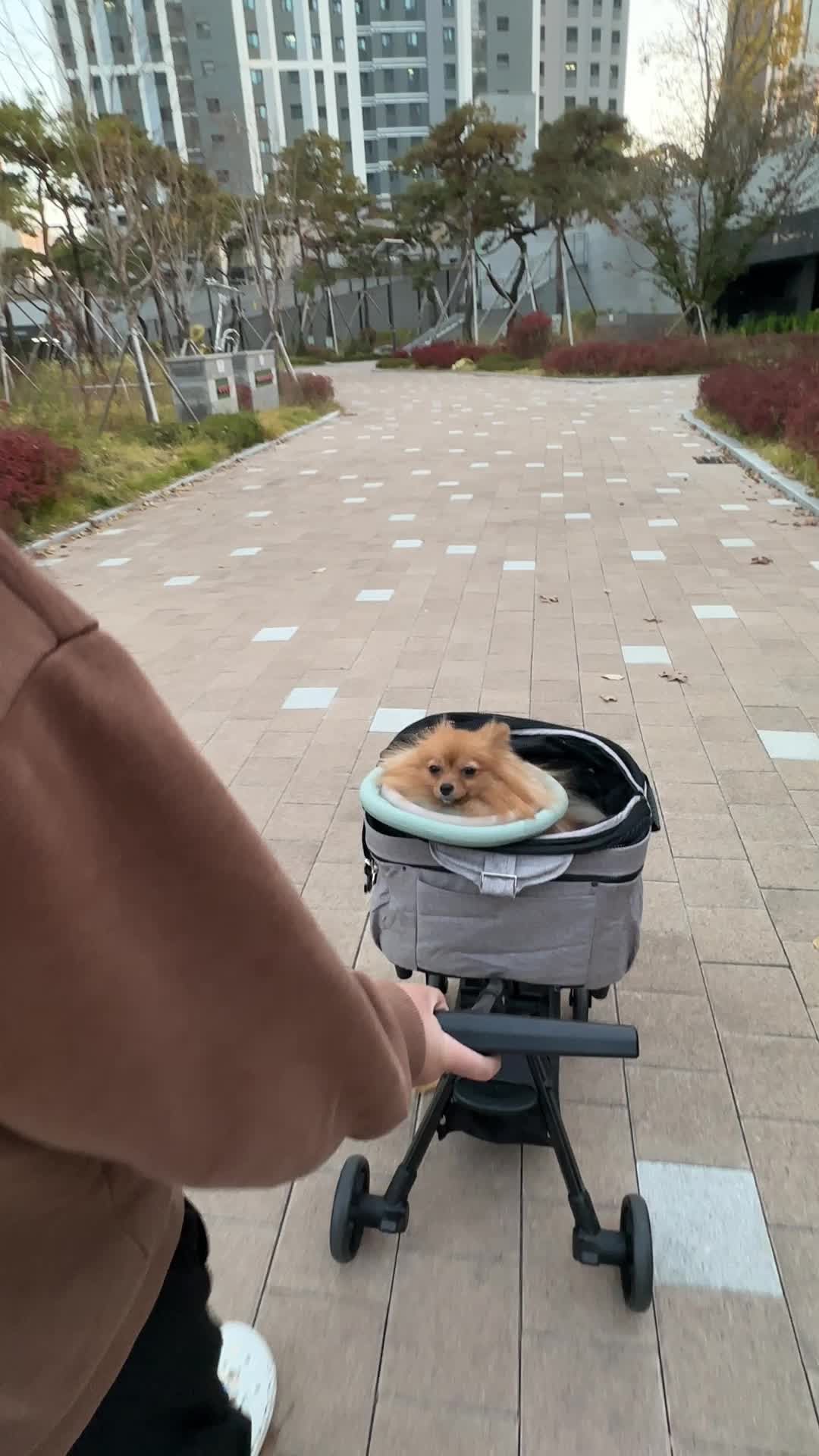 강아지 유모차 (루루앤미미) 내돈내산 후기