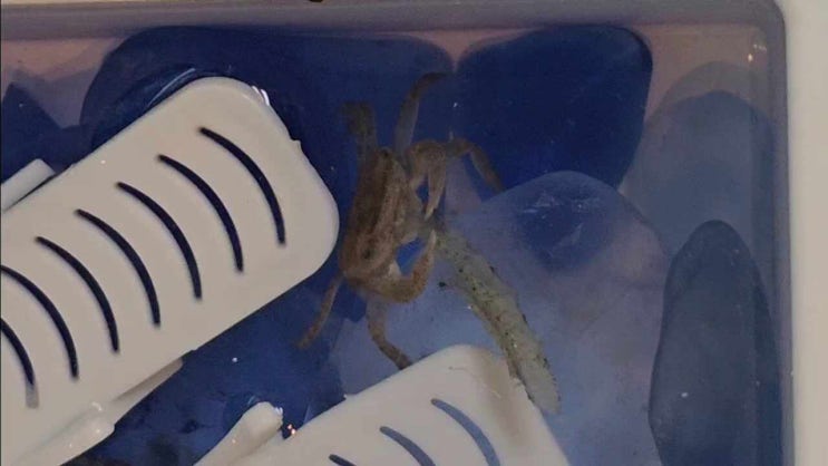  갯벌게 집에서 키우기 / 갯벌게의 먹방 영상