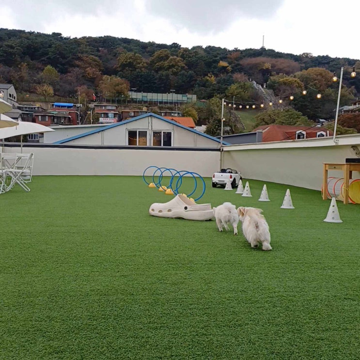  꼭 가봐야하는 수원 행궁동 애견동반 식당 카페 술집 운동장을 한번에 루프독스