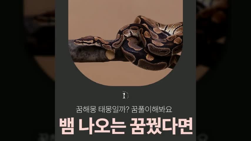 뱀 나오는 꿈꿨다면 꿈해몽 태몽일까? 꿈풀이해봐요