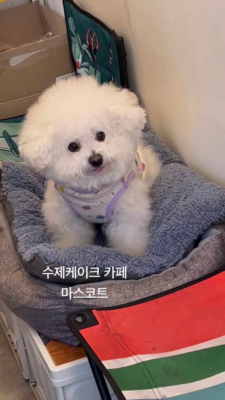  스윗라운드 - 수제케이크 너무 맛있어 비숑귀여워