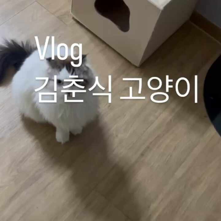 블로그씨 질문; 고양이 브이로그 영상