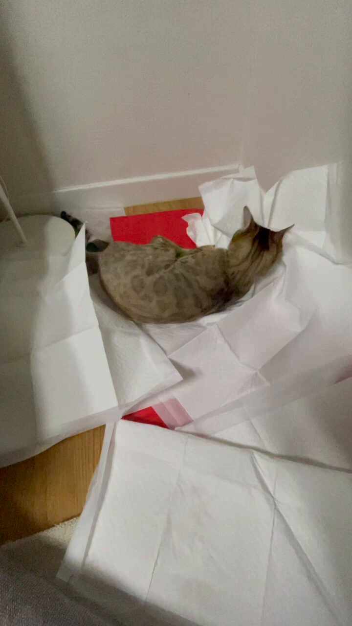  고양이 오줌테러 소변실수 배변실수 스프레이 해결 방법, 배변훈련 방법