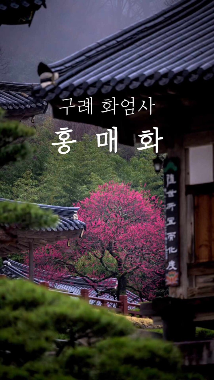  함께 올로] 봄이 오는 소리, 하동 쌍계사/구례 화엄사 여행