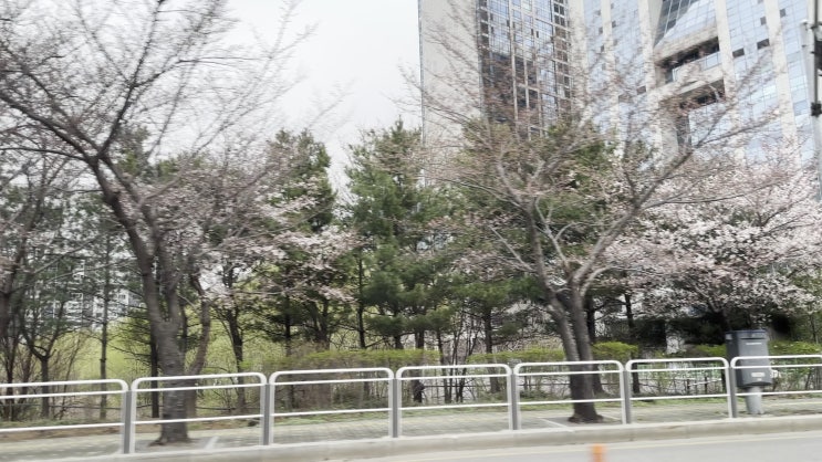  여의도 벚꽃, 개나리 실시간