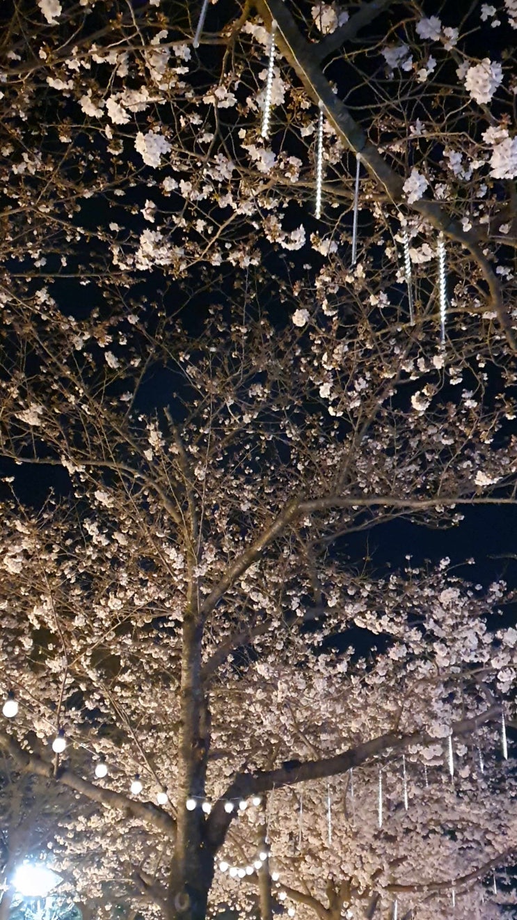 진해 군항제(2) 여좌천 로망스다리 낮과밤 벗꽃나라 : 네이버 블로그