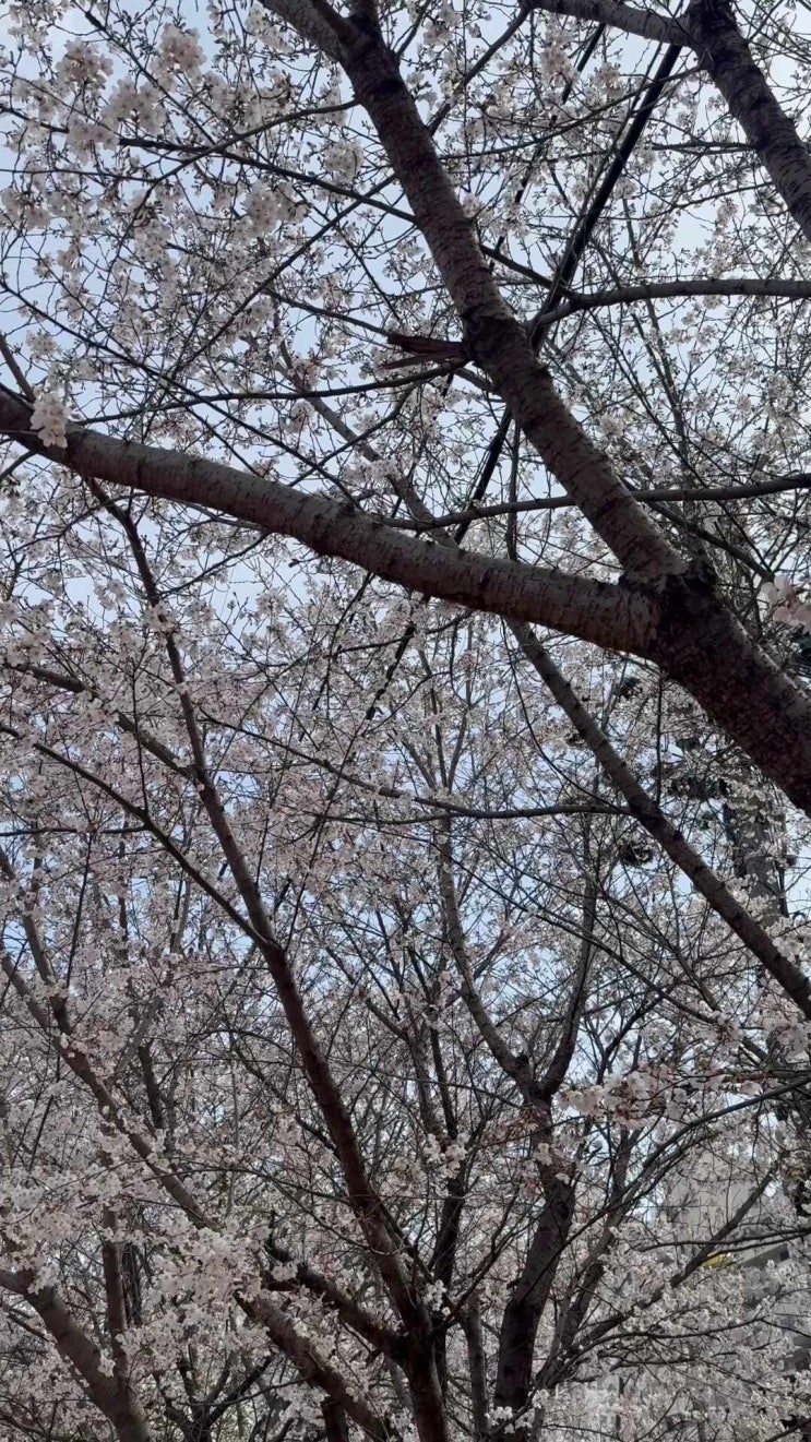  서울 벚꽃놀이, 서울 벚꽃 실시간, 안양천 벚꽃 실시간, 안양천 벚꽃길 가는법, 안양천 벚꽃 명소