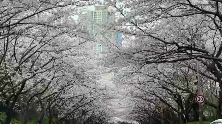  만개한 해운대 벚꽃