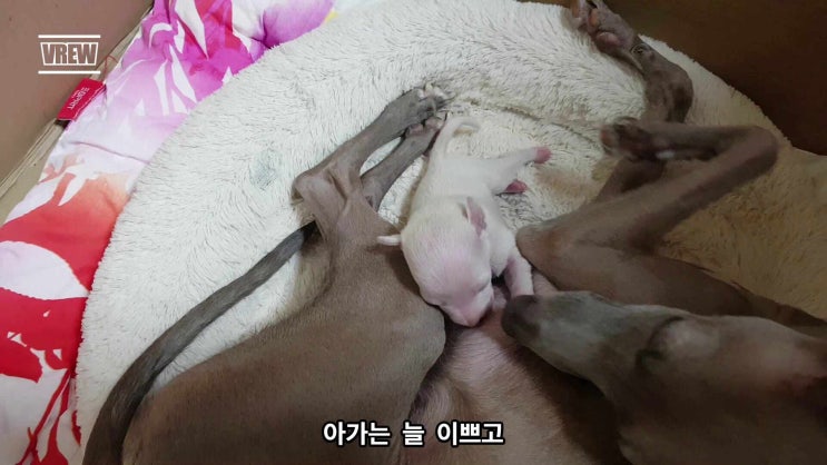  이탈리안그레이하운드 이쁜 아가