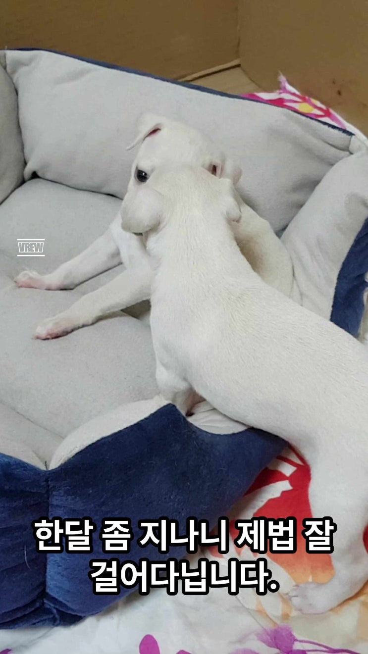  이탈리안그레이하운드 크림 아가들의 아장아장 걸음마