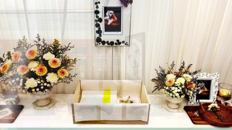  종로구 용산구 중구 종로 용산 강아지 장례 고양이 화장 애견 화장터 반려동물 반려견 장례식장 잘 치러주기 위해