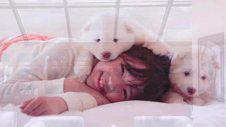  화성 강아지 장례 면밀하게 따져봐야 하는 이유