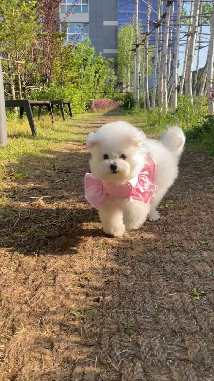 루이독 하네스/코코맘의 솔직 후기