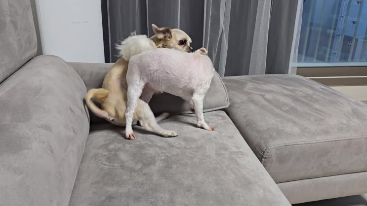  파이어, 힘이 넘치는 두 댕댕이