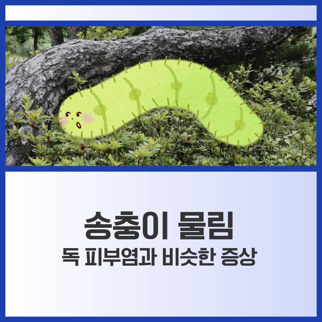 송충이 물림 독 피부염과 비슷한 증상