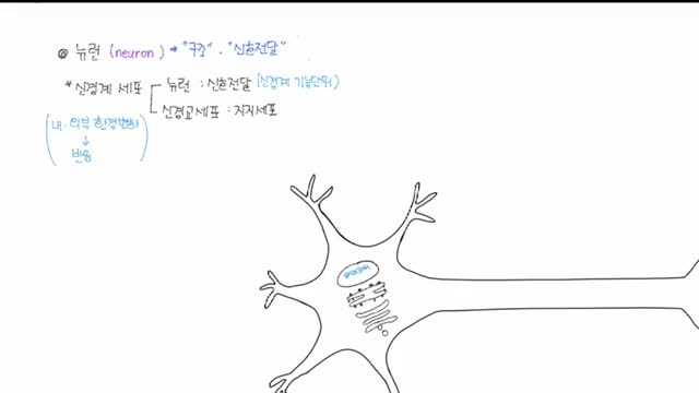  신경계(분류, CNS, PNS), 뉴런 종류, 활동 전위