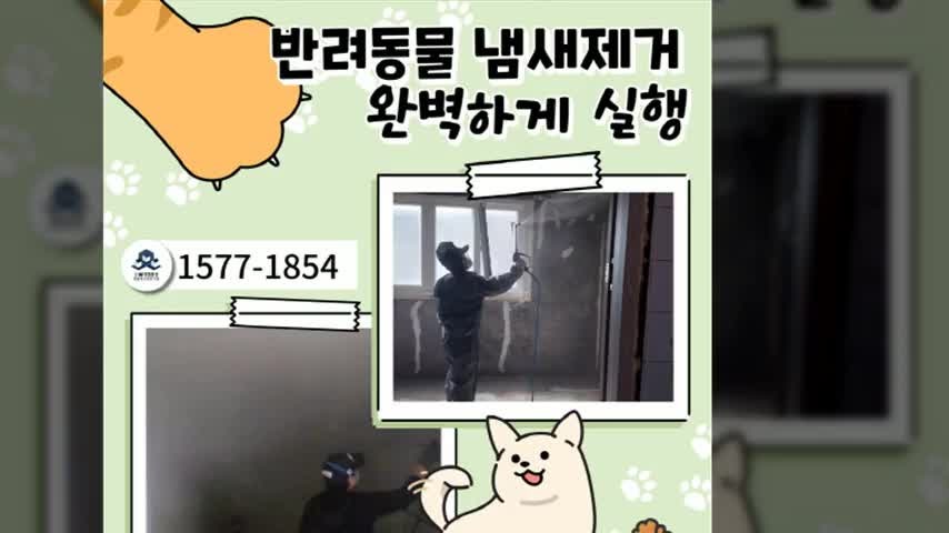 속천동 고양이냄새제거업체 이용 후기와 효과적인 청소 방법
