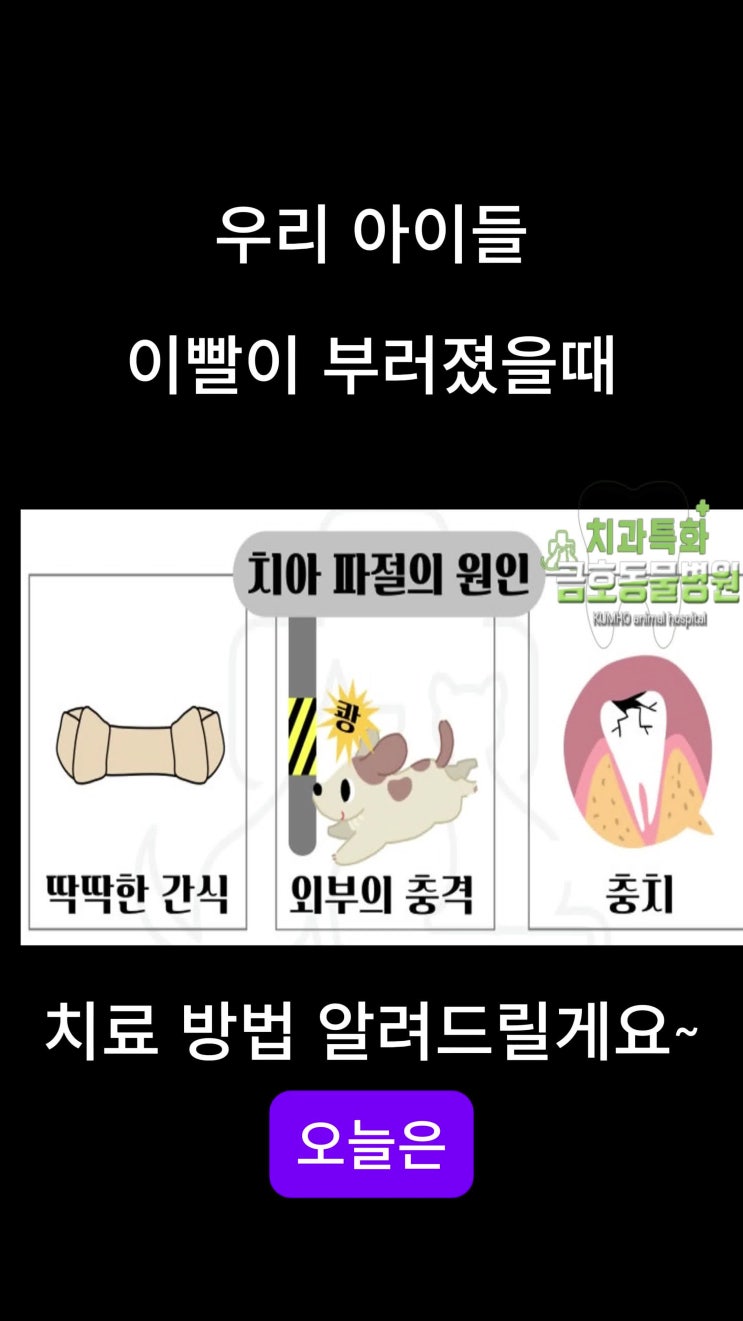  광주 강아지 고양이 치과 - 부러진 우리 아이들 이빨 치료 방법 알려드릴게요~ 광주광역시서구치과특화금호동물병원