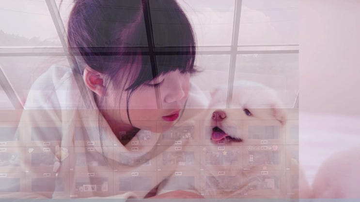  하남 고양이 화장 장례식장 자율적인 사전선택 진행
