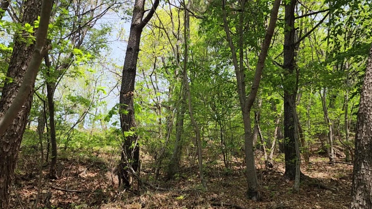  나무 위의 작은 곡예사, 청설모 (Sciurus vulgaris)에 대하여