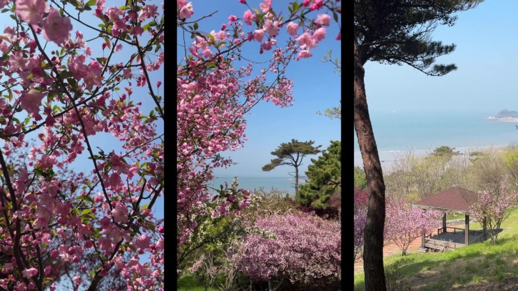  당진여행 도비도 배 타고 소난지도 도착 후 대난지도 둘레길 해수욕장