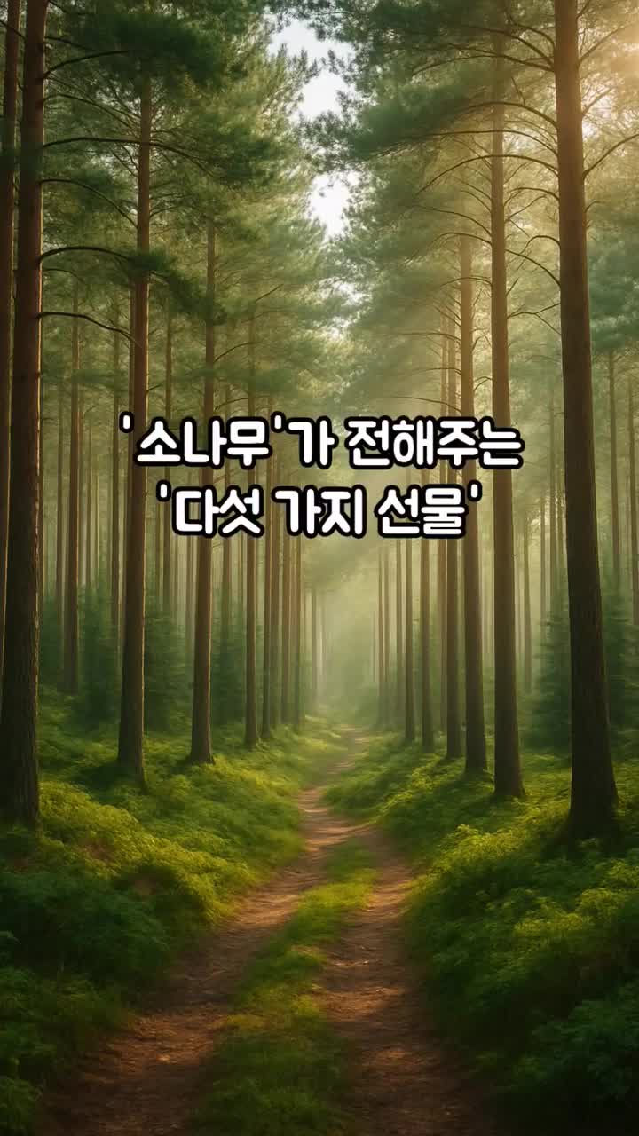  소나무 효능 성분 총정리 – 자연이 주는 다섯 가지 선물