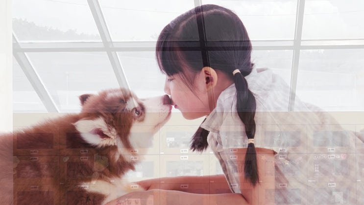  남양주 강아지 장례 진심이 머무는 마지막 작별 의식