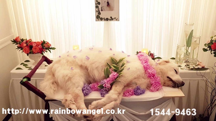  의정부 강아지 장례식장 절차마다 정성이 담긴 특별함