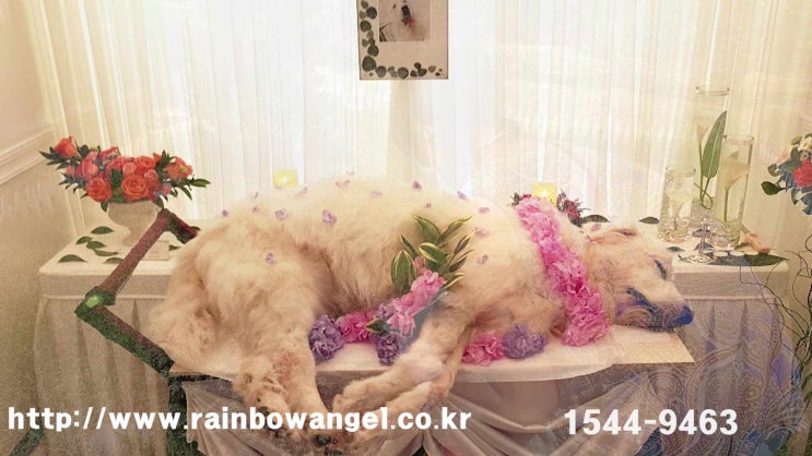  용인 강아지 화장터 마지막을 완벽하게 지켜주는 공간