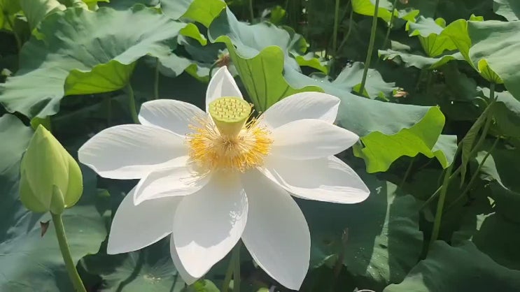  광릉수목원 가는 길, 봉선사 연꽃 구경기