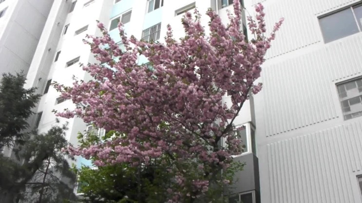  빈티지 캠코터 산요 작티 HD800 사진 기록