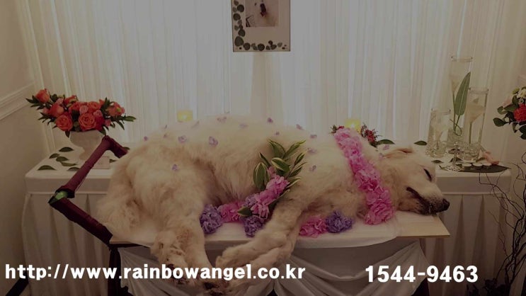 고양이 장례 비용, 안정적인 절차와 함께 시술 후