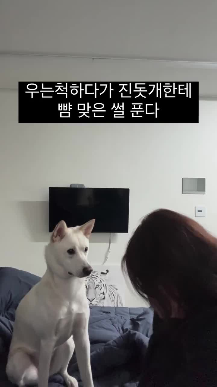 진돗개 앞에서 사기치면 안되는 이유.mp4