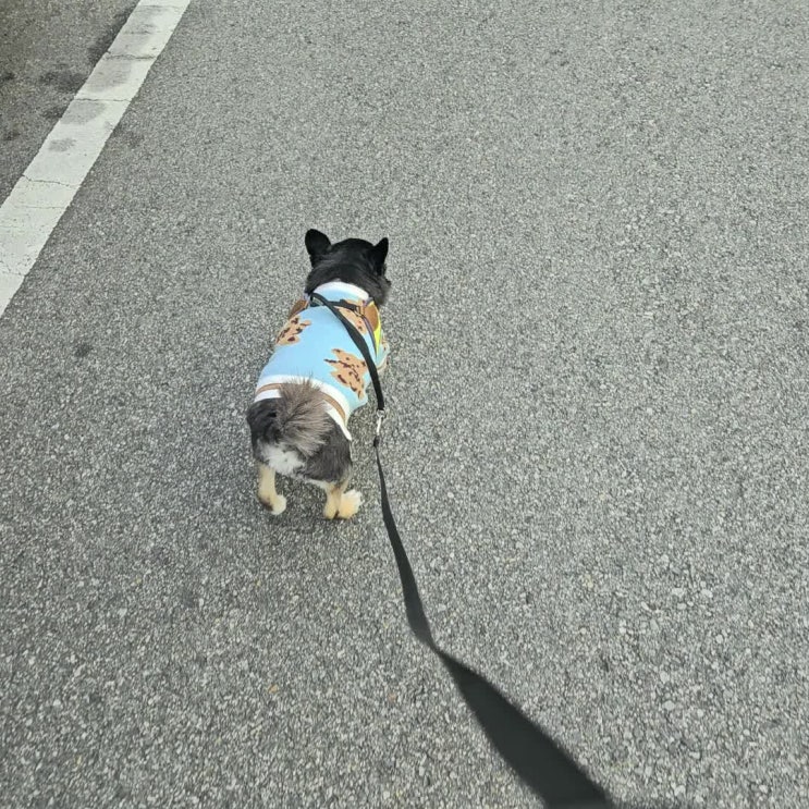  와꾸와 행복한 동행 일기