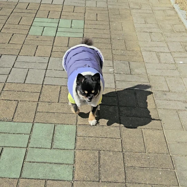  와꾸와 행복한 동행 일기