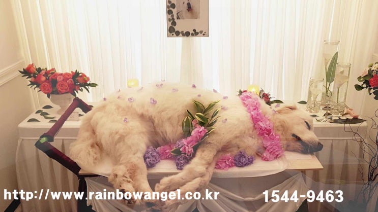  고양이 죽었을 때 처음부터 끝까지 완벽한 안내로