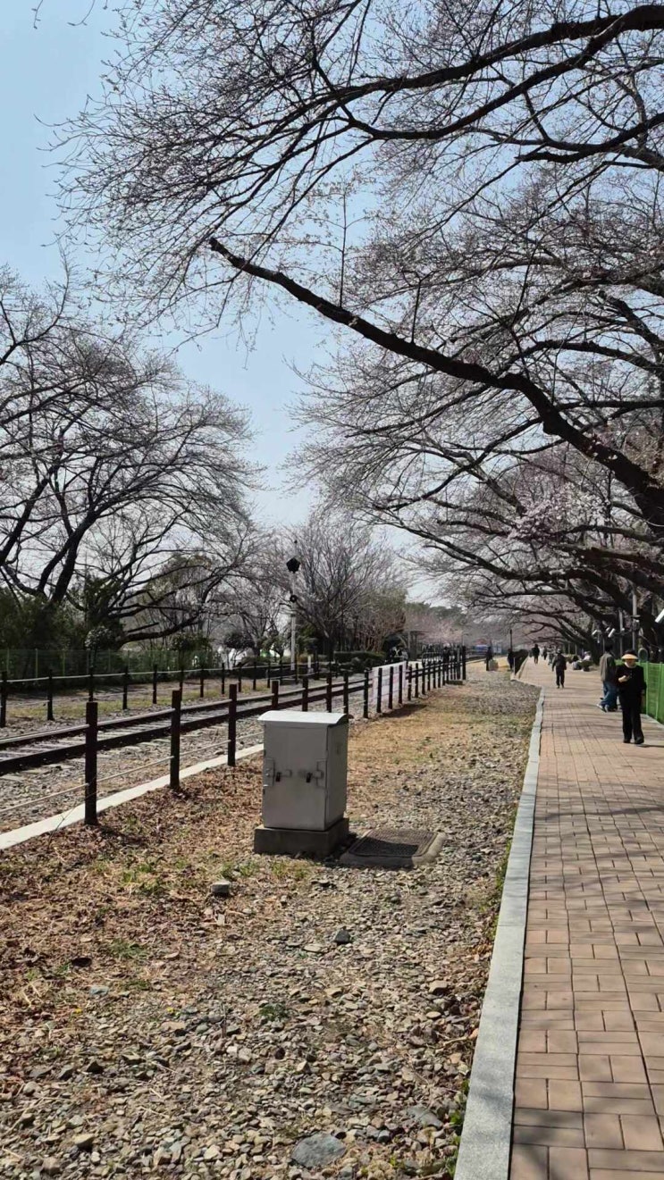 [실시간] 2026 진해 군항제 개화 현황: 축제 하루 전 경화역 명당 선점 후기 : 네이버 블로그